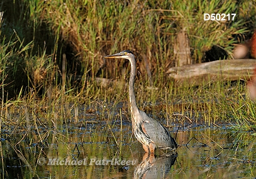 Great Blue Heron (Ardea herodias)